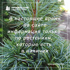 Распродажа туи в нижнем новгороде